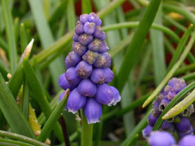 Muscari armeniacum